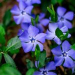 General information - Periwinkle