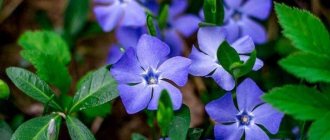 General information - Periwinkle