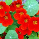 General information - Nasturtium