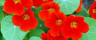 General information - Nasturtium