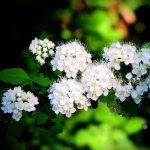 General information - Spirea