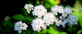 General information - Spirea