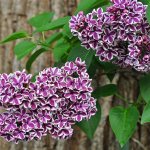 Common type of lilac