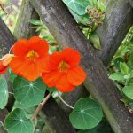 One of the climbing forms of nasturtium