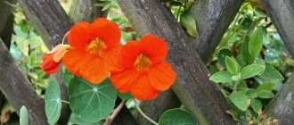 One of the climbing forms of nasturtium