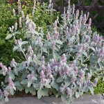 annual plant stachys