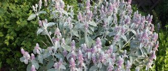 annual plant stachys