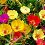 Description and types of purslane, popular varieties