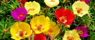 Description and types of purslane, popular varieties