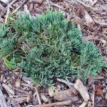 Description of horizontal juniper