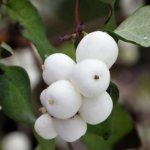 Description of the Snowberry plant - varieties, cultivation and care