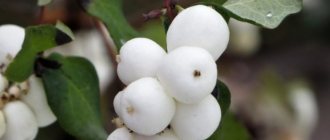 Description of the Snowberry plant - varieties, cultivation and care