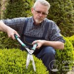 Experienced gardeners use topiaries to transform trees and shrubs into original topiaries