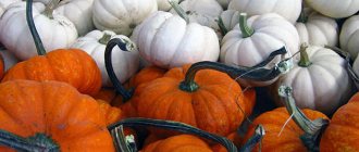 Orange and white pumpkins