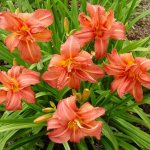 Orange flowers on a hybrid daylily