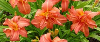 Orange flowers on a hybrid daylily