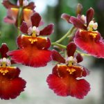 Oncidium orchid