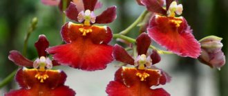 Oncidium orchid