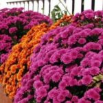 Autumn flower beds