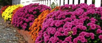 Autumn flower beds