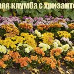 autumn flower bed, rows of beautiful flowers