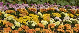 autumn flower bed, rows of beautiful flowers