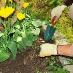 Features of growing tulips