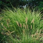 Sedge grass