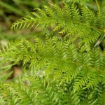 edible fern photo