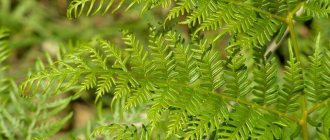 edible fern photo