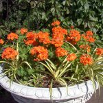 Pelargonium zonal - planting in the garden