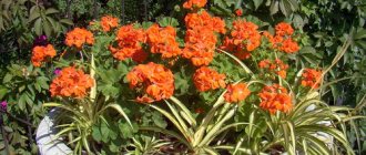 Pelargonium zonal - planting in the garden