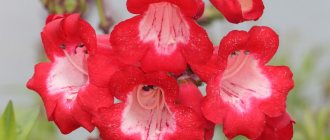 Penstemon