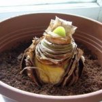 Amaryllis transplant