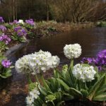 Primrose (primrose) fine-toothed: growing from seeds, care, photo