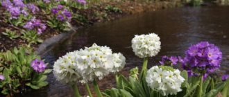 Primrose (primrose) fine-toothed: growing from seeds, care, photo