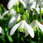 First flowers of spring snowdrops