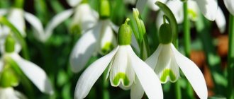 First flowers of spring snowdrops