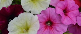 Petunia (60 photos): types and features of care