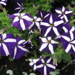 Petunia Tango Blue Star