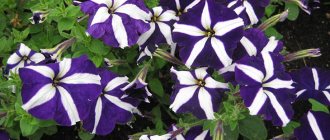 Petunia Tango Blue Star