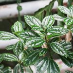 Pilea Cadieux or Peperomyoid