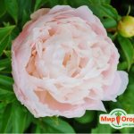 milky peony