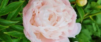 milky peony