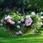 Peonies - planting and care in open ground at the dacha