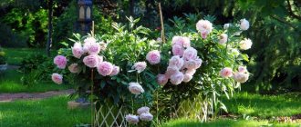 Peonies - planting and care in open ground at the dacha