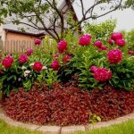 Peonies in the garden