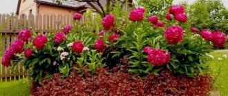 Peonies in the garden