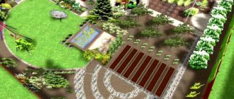 vegetable garden layout