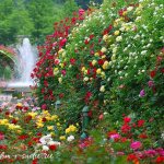 long-blooming climbing roses